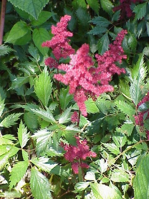 Pink feathery plumes of Astilbe in a shaded garden border
