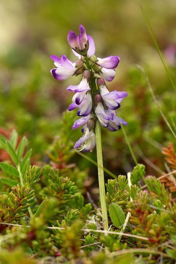 Alpine milk-vetch blooming in rocky terrain with purple flowers above low, fleshy foliage