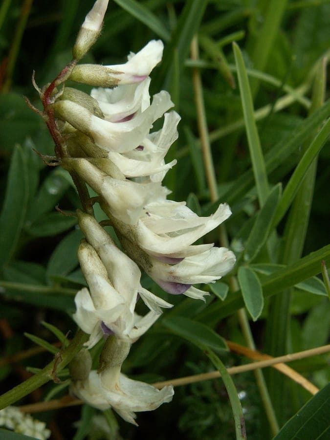 Zuidelijke Tragant met paarse bloemen