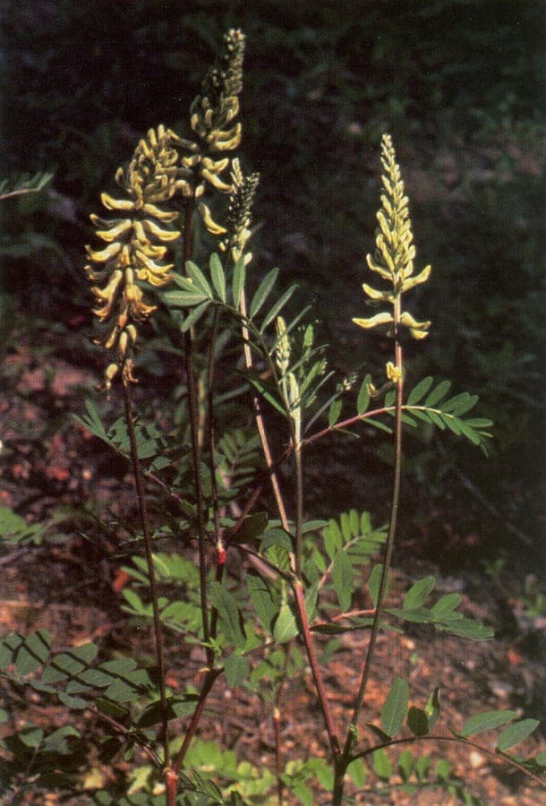 Astragalus canadensis mit blassgelben Blütenähren auf einer offenen Wiese