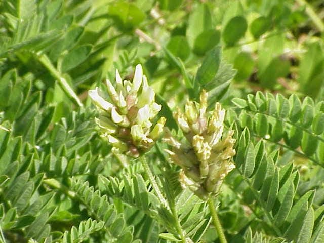 Cicer milk-vetch (Astragalus cicer) in full bloom on a sunny, dry patch in the garden
