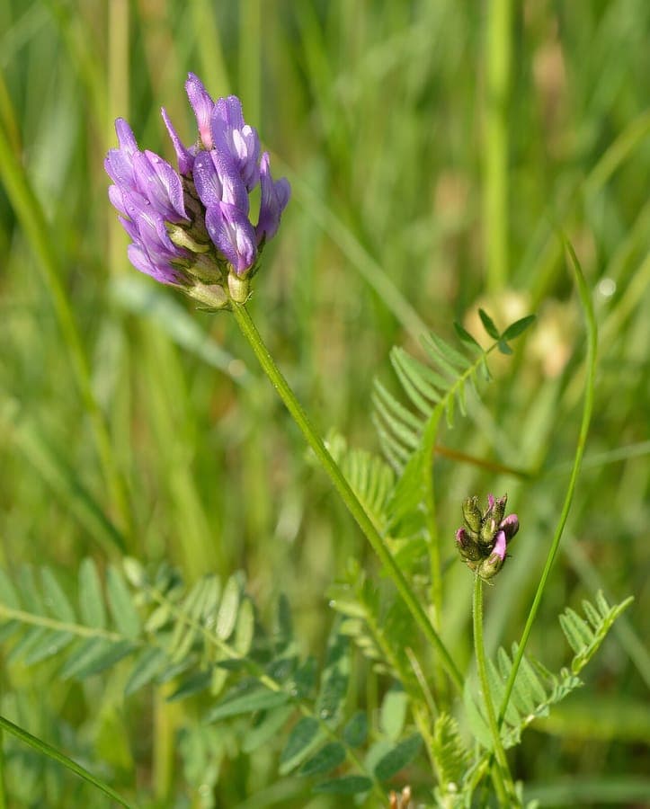 Dänischer Astragalus mit charakteristischen violetten Schmetterlingsblüten und feinen grünen Blattspitzen