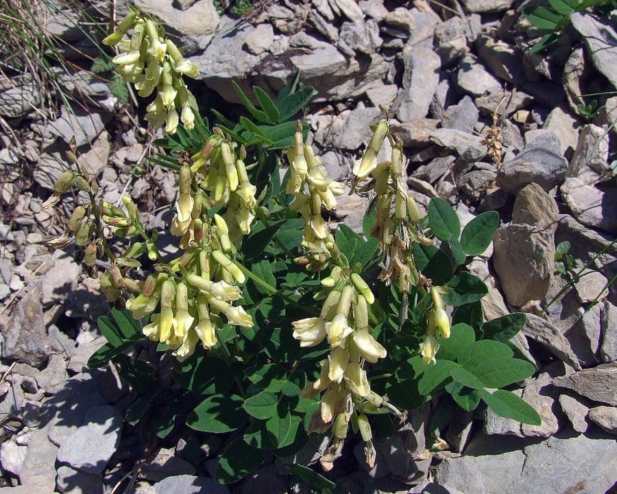 Afbeelding van Astragalus frigidus