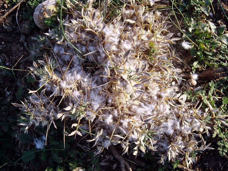 Yellow milk-vetch with characteristic yellow flower spikes and hooked pods