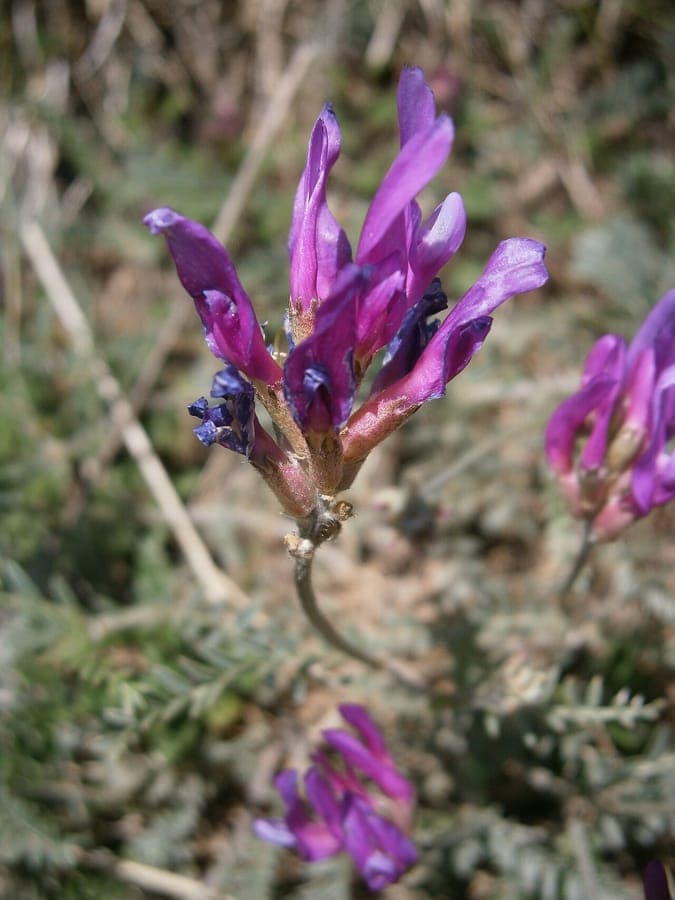 Astragale pourpre avec grappes de fleurs violettes sur pentes rocheuses