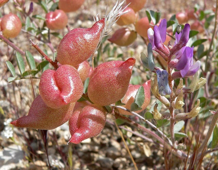 Flower cluster of Astragalus lentiginosus with yellow pea-family blooms in a dry, rocky habitat