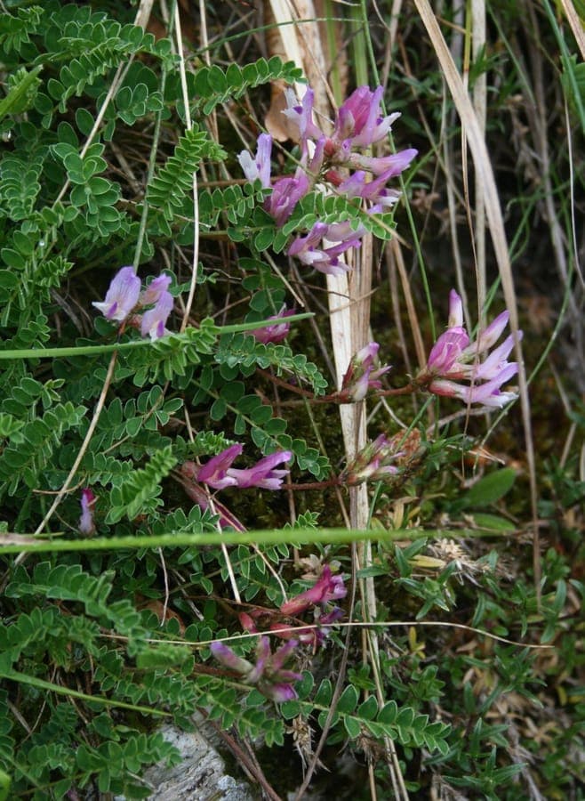 Montpellier milkvetch displaying typical legume flower clusters