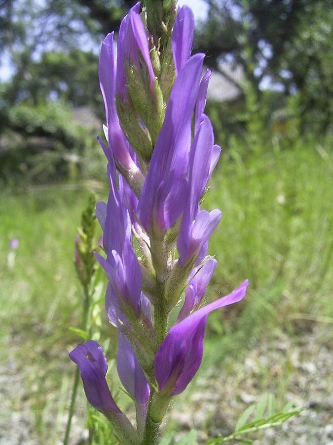 Astragalus onobrychis purple pink flowers blooming