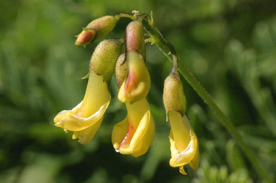 Blasen-Tragant mit hängenden lila-weißen Blüten in einem sonnigen Steingarten