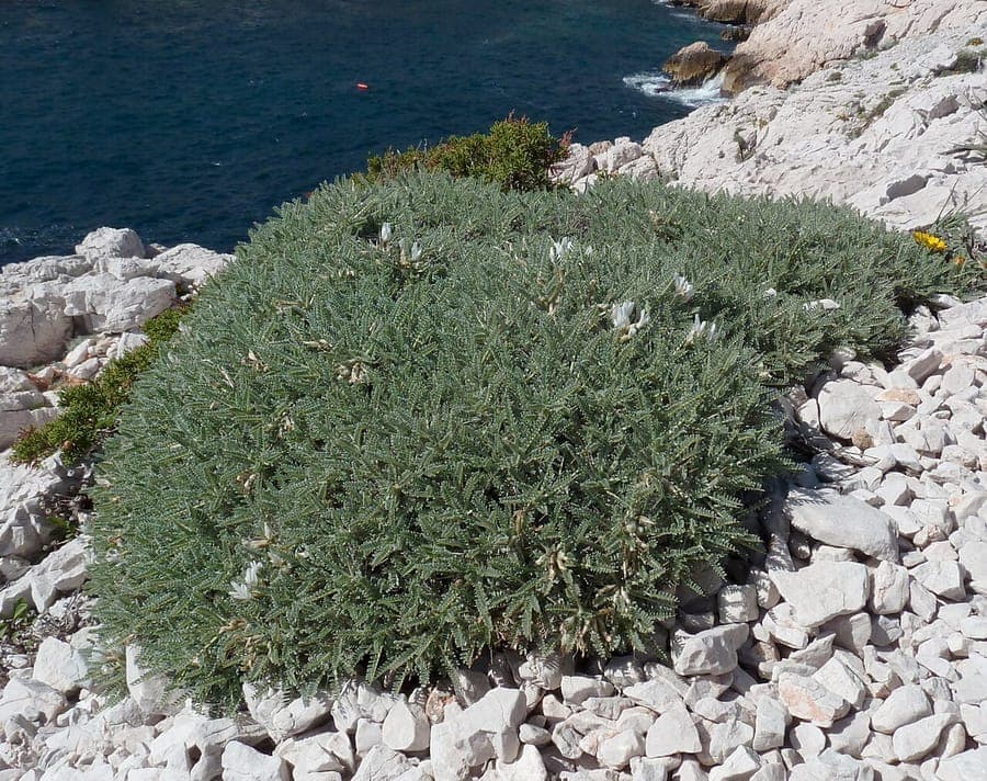 Astragalus tragacantha met fijne, grijs-groen blad en gele bloemen
