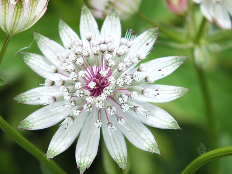 Astrantia major in full bloom in a moist, partially shaded border with ferns and hostas
