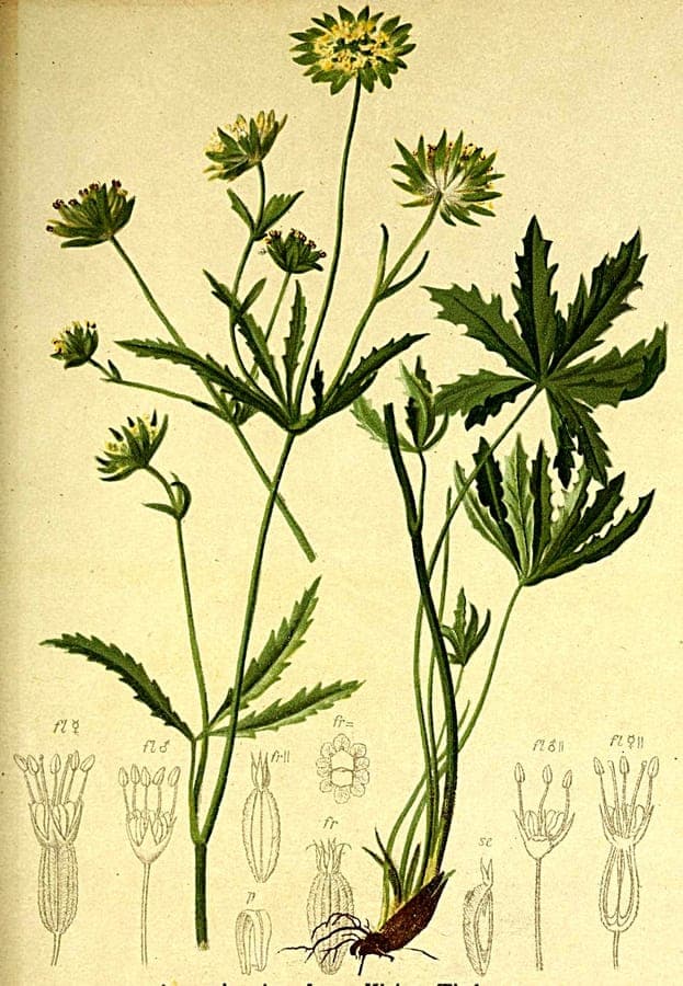 Astrantia minor displaying characteristic star-shaped white flower clusters