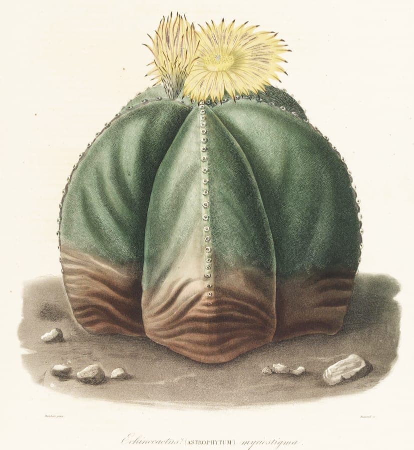 Bishop's-cap (Astrophytum myriostigma) compact cactus with characteristic five-sided form