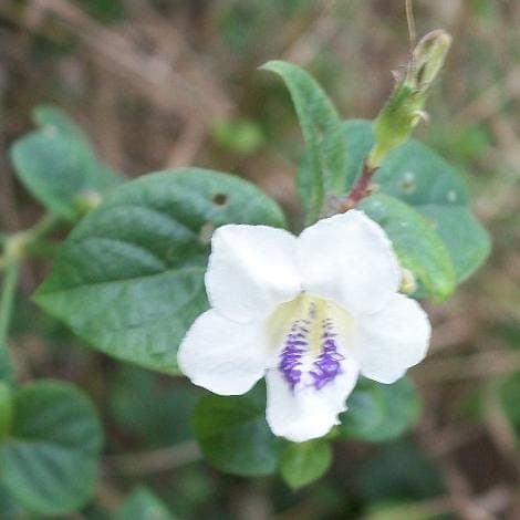 Chinese violet with purple flowers and glossy foliage
