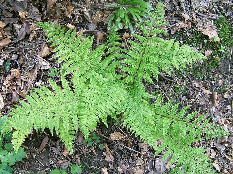 Common ladyfern (Athyrium filix-femina) thriving in a shaded woodland garden