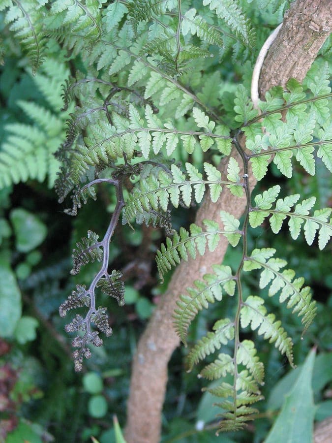 Athyrium otophorum plant