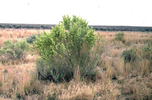 Four-wing saltbush fruit