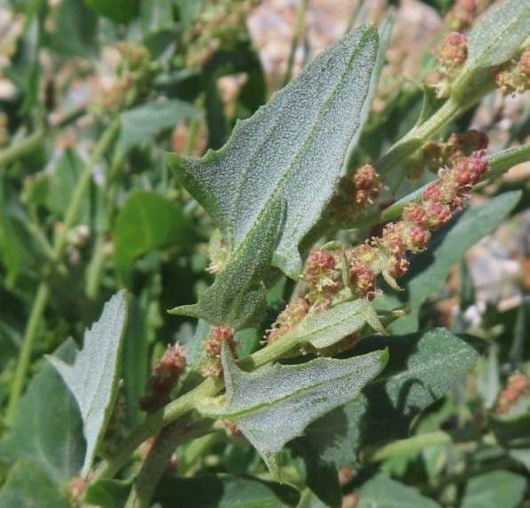 Scotland orache (Atriplex glabriuscula) flowering in late summer on a dune, showing silvery foliage and green flower spikes in a naturalistic garden setting