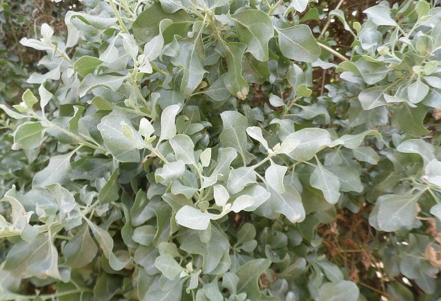 Meerstrand-Salbeifuß (Atriplex halimus) mit charakteristischem silbergrauem Laub