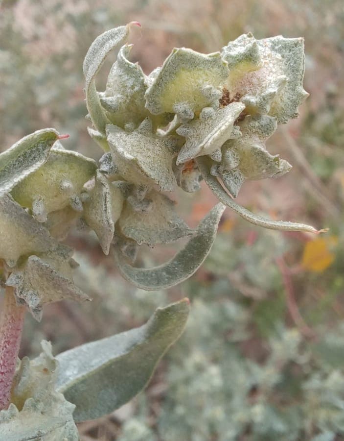 Gelappte Melde in voller Entwicklung an den Dünen, mit silbrig-grünen, tief eingeschnittenen Blättern und grünen Blütenständen.