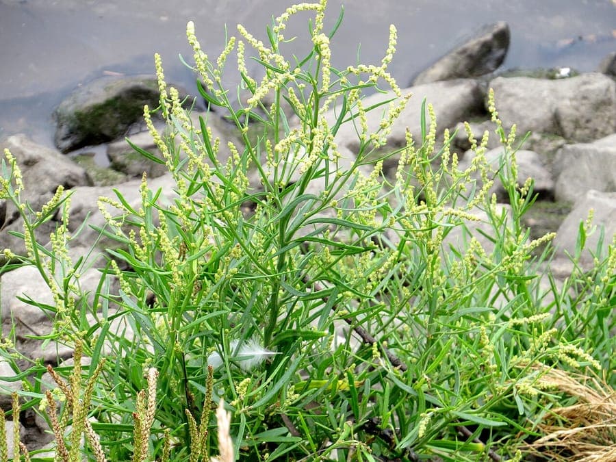 Narrow-leaf atriplex in full bloom by the seaside, showing silvery foliage and delicate green flower spikes