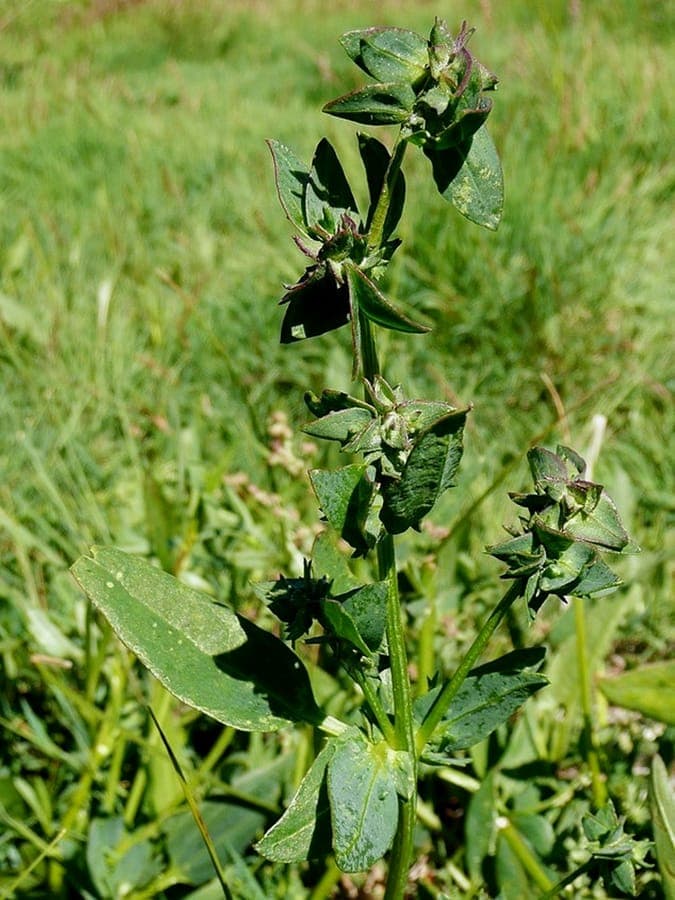Atriplex longipes in full bloom on a sandy coastal strip, showing gray-green foliage and striking reddish-brown flowering stems