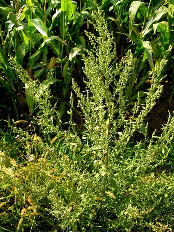 Common orache with upright, branching stems and silvery-green foliage in a sunny garden border