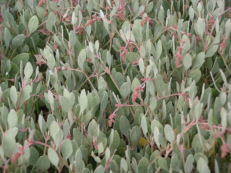Silvery foliage of Atriplex portulacoides