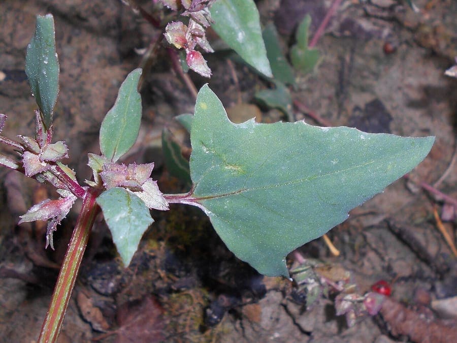 Fat-hen (Atriplex prostrata) growing along a coastal path, showing silvery-green triangular leaves and compact, spreading growth habit.