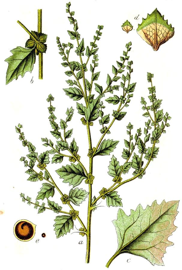 Red-purple foliage of Atriplex rosea red orache