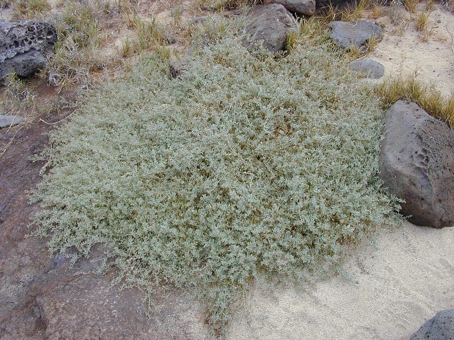 Australian saltbush (Atriplex semibaccata) low shrub with fine, greenish foliage