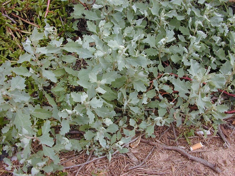 Peregrine saltbush with fine foliage and compact habit