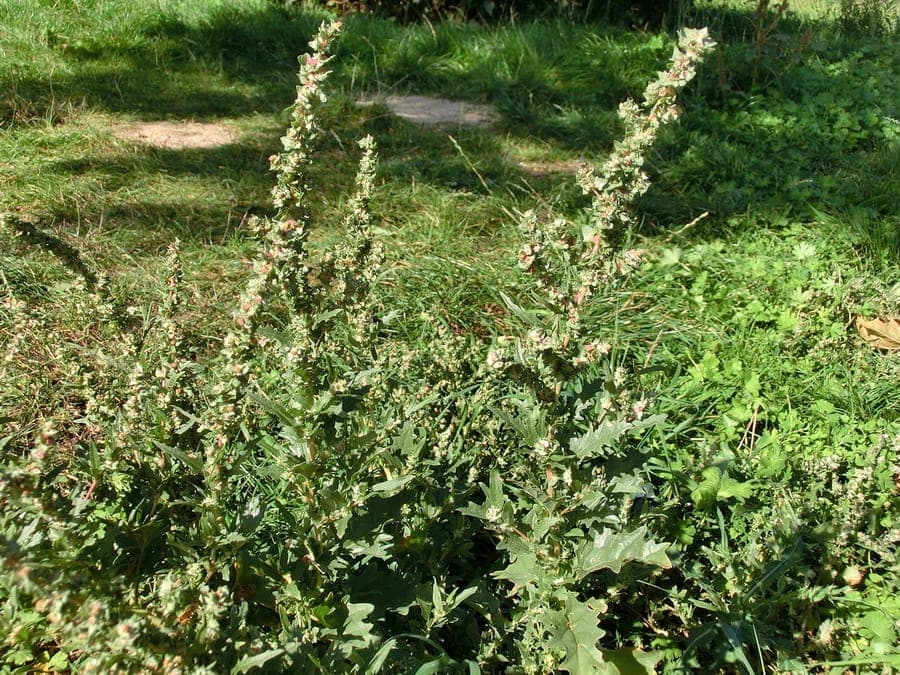 Silvery-grey foliage of Atriplex tatarica Tatarian orach