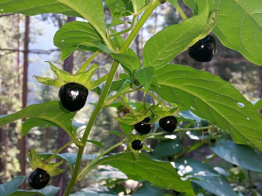 Belladonna plant with dark berries and purple flowers
