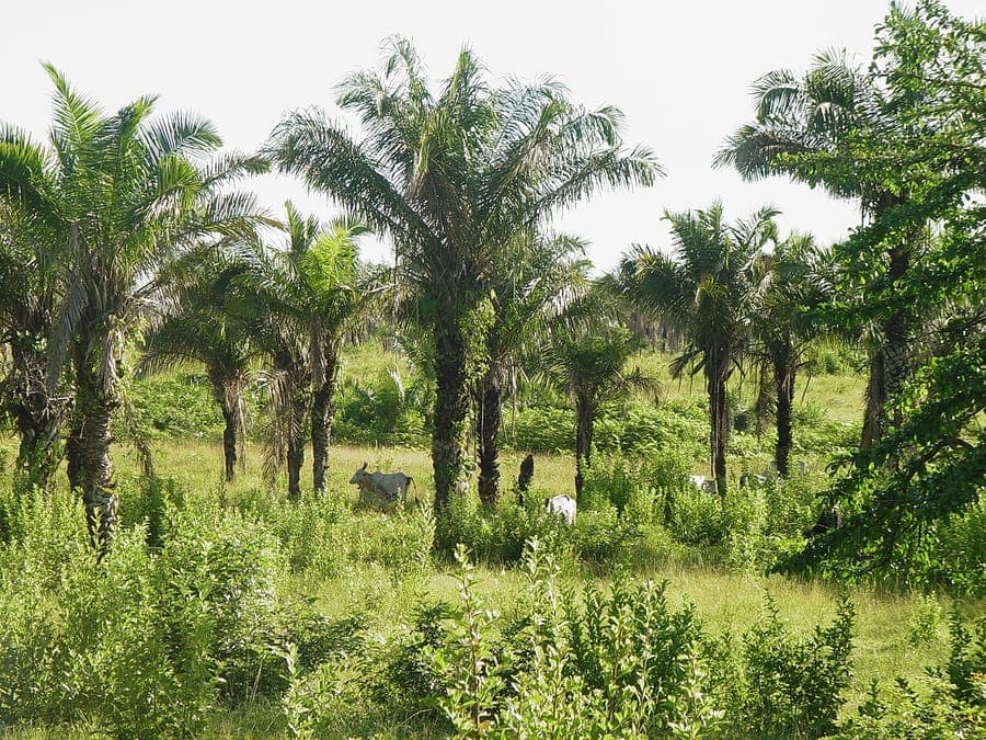 Urucuri palm fronds and trunks
