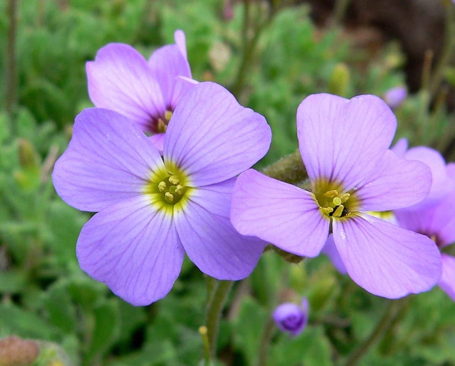 Aubretia in full bloom on a rock wall with purple and pink flowers