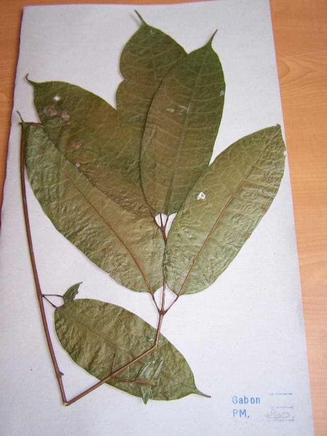 Aucoumea klaineana tree from Gabon