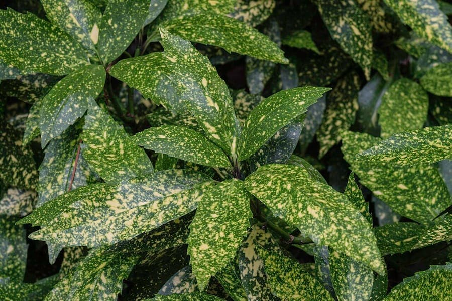 Aucuba japonica with glossy, yellow-speckled leaves in a shaded garden corner