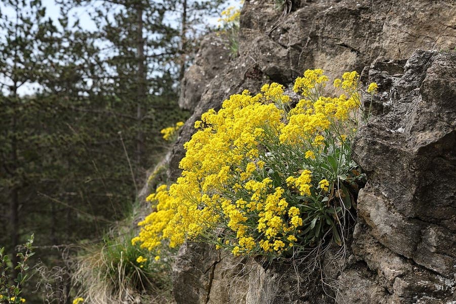 Bright yellow blooms of Basket-of-gold covering a sunny rock garden in early spring