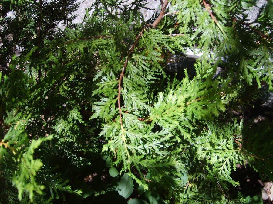 Austrocedrus chilensis Chilean Cedar with elegant foliage