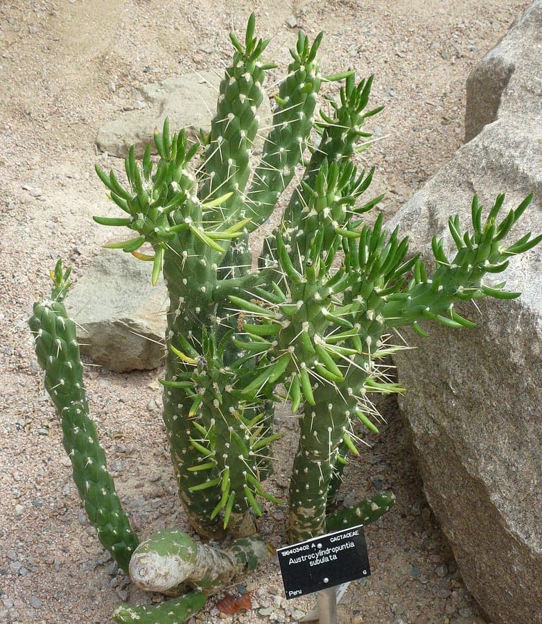 Austrocylindropuntia subulata avec ses epines caracteristiques