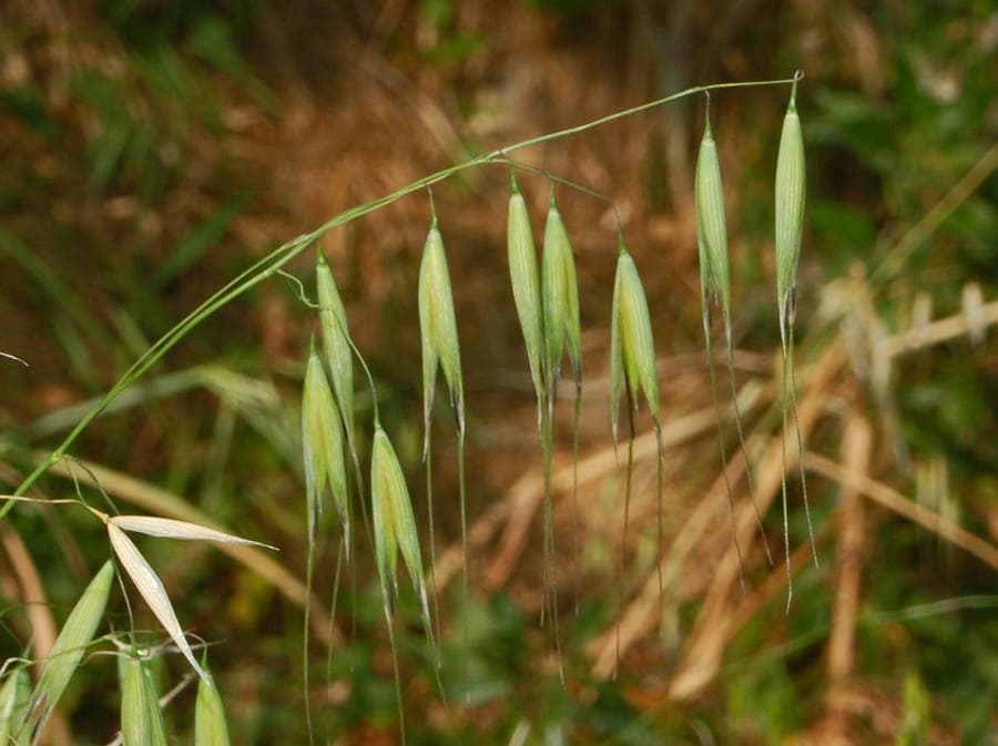 Feathery spikelets of bearded oat Avena barbata