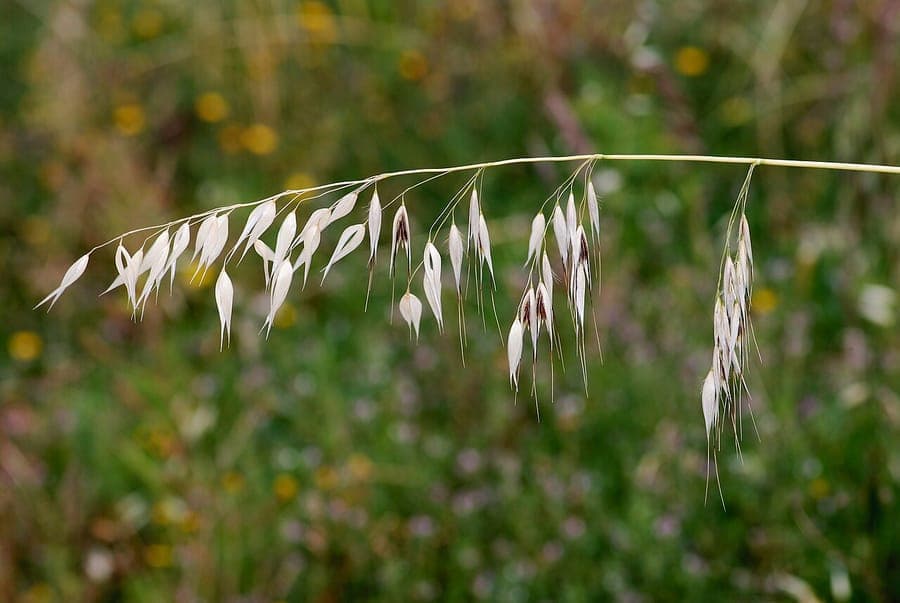 Oot (Avena fatua) in volle bloei op een lichtgekleurd zandgrond veld