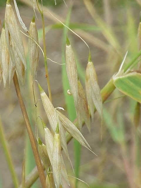 Hull-less oat with green seedheads during blooming period