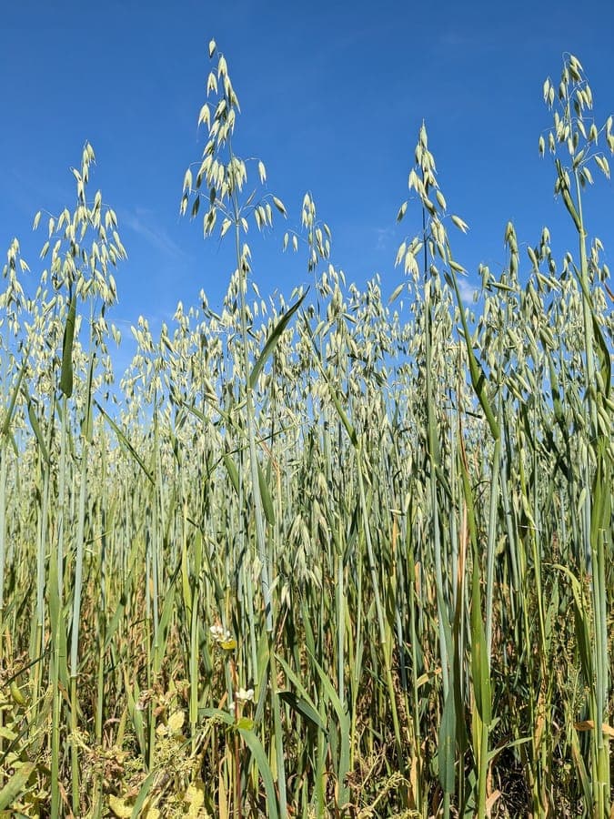 Tall red oat stems swaying in the breeze, golden seed heads glowing in late afternoon sun