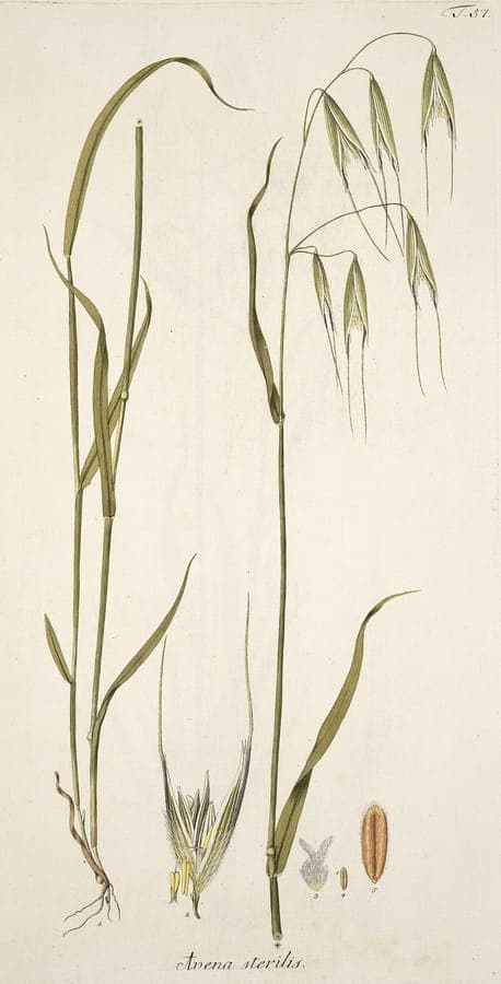 Sterile oat in full growth, showing tall, swaying flower heads in a sunny border