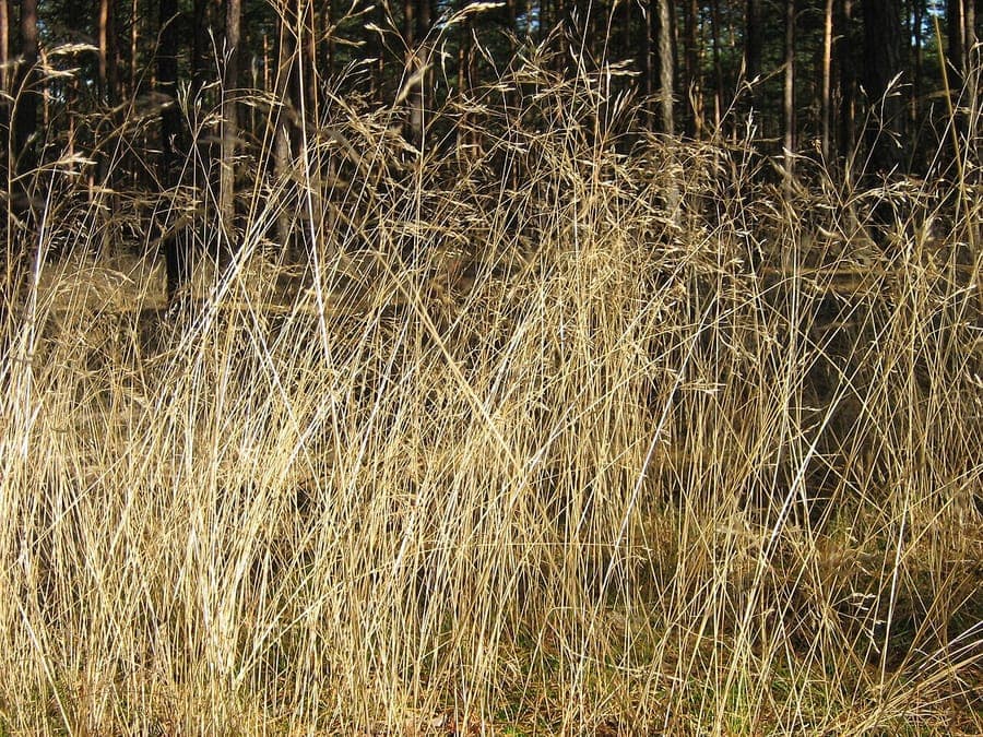 Wavy hairgrass in full bloom during late summer, gently swaying in a shaded border