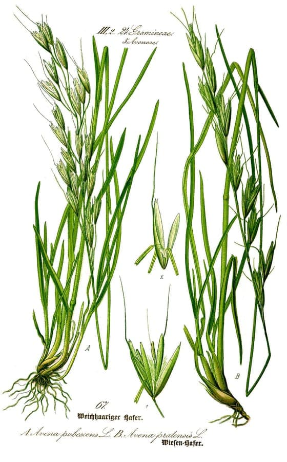 Downy oat grass with delicate panicles in alpine setting