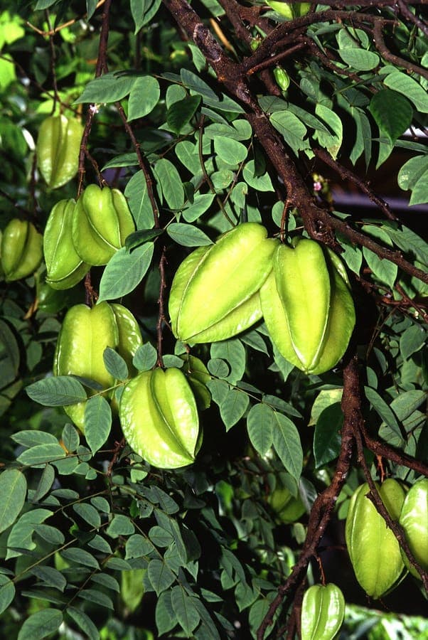 Afbeelding van Averrhoa carambola