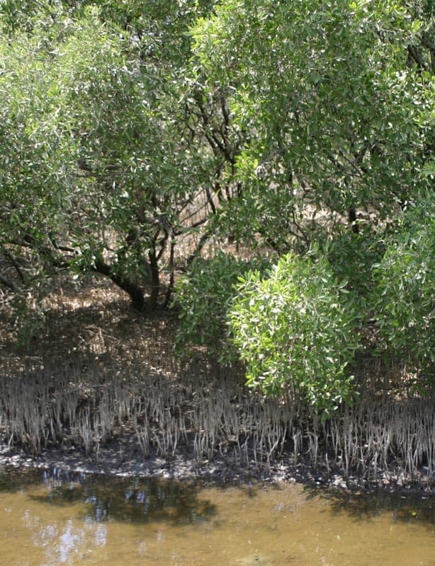 Black mangrove with characteristic aerial roots and foliage